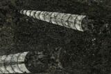 Polished Fossil Orthoceras (Cephalopod) - Morocco #138362-1